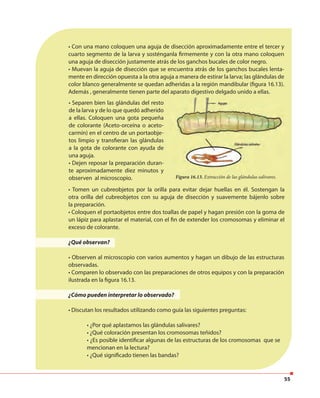 55
Figura 16.13. Extracción de las glándulas salivares.
• Separen bien las glándulas del resto
de la larva y de lo que quedó adherido
a ellas. Coloquen una gota pequeña
de colorante (Aceto-orceína o aceto-
carmín) en el centro de un portaobje-
tos limpio y transfieran las glándulas
a la gota de colorante con ayuda de
una aguja.
• Dejen reposar la preparación duran-
te aproximadamente diez minutos y
observen al microscopio.
• Tomen un cubreobjetos por la orilla para evitar dejar huellas en él. Sostengan la
otra orilla del cubreobjetos con su aguja de disección y suavemente bájenlo sobre
la preparación.
• Coloquen el portaobjetos entre dos toallas de papel y hagan presión con la goma de
un lápiz para aplastar el material, con el fin de extender los cromosomas y eliminar el
exceso de colorante.
• Con una mano coloquen una aguja de disección aproximadamente entre el tercer y
cuarto segmento de la larva y sosténganla firmemente y con la otra mano coloquen
una aguja de disección justamente atrás de los ganchos bucales de color negro.
• Muevan la aguja de disección que se encuentra atrás de los ganchos bucales lenta-
mente en dirección opuesta a la otra aguja a manera de estirar la larva; las glándulas de
color blanco generalmente se quedan adheridas a la región mandibular (figura 16.13).
Además , generalmente tienen parte del aparato digestivo delgado unido a ellas.
¿Qué observan?
• Observen al microscopio con varios aumentos y hagan un dibujo de las estructuras
observadas.
• Comparen lo observado con las preparaciones de otros equipos y con la preparación
ilustrada en la figura 16.13.
¿Cómo pueden interpretar lo observado?
• Discutan los resultados utilizando como guía las siguientes preguntas:
• ¿Por qué aplastamos las glándulas salivares?
• ¿Qué coloración presentan los cromosomas teñidos?
• ¿Es posible identificar algunas de las estructuras de los cromosomas que se
mencionan en la lectura?
• ¿Qué significado tienen las bandas?
 