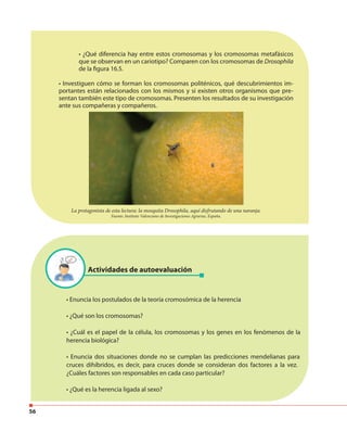 56
• ¿Qué diferencia hay entre estos cromosomas y los cromosomas metafásicos
que se observan en un cariotipo? Comparen con los cromosomas de Drosophila
de la figura 16.5.
• Investiguen cómo se forman los cromosomas politénicos, qué descubrimientos im-
portantes están relacionados con los mismos y si existen otros organismos que pre-
sentan también este tipo de cromosomas. Presenten los resultados de su investigación
ante sus compañeras y compañeros.
Actividades de autoevaluación
• Enuncia los postulados de la teoría cromosómica de la herencia
• ¿Qué son los cromosomas?
• ¿Cuál es el papel de la célula, los cromosomas y los genes en los fenómenos de la
herencia biológica?
• Enuncia dos situaciones donde no se cumplan las predicciones mendelianas para
cruces dihíbridos, es decir, para cruces donde se consideran dos factores a la vez.
¿Cuáles factores son responsables en cada caso particular?
• ¿Qué es la herencia ligada al sexo?
La protagonista de esta lectura: la mosquita Drosophila, aquí disfrutando de una naranja.
Fuente: Instituto Valenciano de Investigaciones Agrarias, España.
 