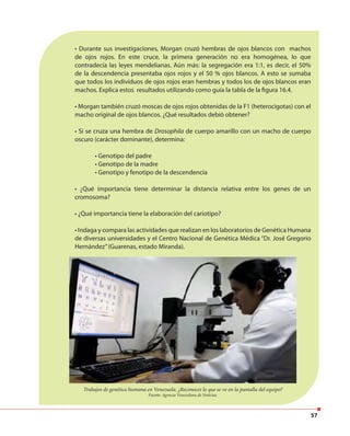 57
• Durante sus investigaciones, Morgan cruzó hembras de ojos blancos con machos
de ojos rojos. En este cruce, la primera generación no era homogénea, lo que
contradecía las leyes mendelianas. Aún más: la segregación era 1:1, es decir, el 50%
de la descendencia presentaba ojos rojos y el 50 % ojos blancos. A esto se sumaba
que todos los individuos de ojos rojos eran hembras y todos los de ojos blancos eran
machos. Explica estos resultados utilizando como guía la tabla de la figura 16.4.
• Morgan también cruzó moscas de ojos rojos obtenidas de la F1 (heterocigotas) con el
macho original de ojos blancos. ¿Qué resultados debió obtener?
• Si se cruza una hembra de Drosophila de cuerpo amarillo con un macho de cuerpo
oscuro (carácter dominante), determina:
• Genotipo del padre
• Genotipo de la madre
• Genotipo y fenotipo de la descendencia
• ¿Qué importancia tiene determinar la distancia relativa entre los genes de un
cromosoma?
• ¿Qué importancia tiene la elaboración del cariotipo?
• Indaga y compara las actividades que realizan en los laboratorios de Genética Humana
de diversas universidades y el Centro Nacional de Genética Médica “Dr. José Gregorio
Hernández”(Guarenas, estado Miranda).
Trabajos de genética humana en Venezuela. ¿Reconoces lo que se ve en la pantalla del equipo?
Fuente: Agencia Venezolana de Noticias.
 