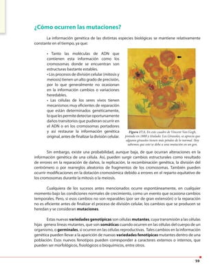 59
Sin embargo, existe una probabilidad, aunque baja, de que ocurran alteraciones en la
información genética de una célula. Así, pueden surgir cambios estructurales como resultado
de errores en la reparación de daños, la replicación, la recombinación genética, la división del
centrómero o por rearreglos aleatorios de fragmentos de los cromosomas. También pueden
ocurrir modificaciones en la dotación cromosómica debido a errores en el reparto equitativo de
los cromosomas durante la mitosis o la meiosis.
Cualquiera de los sucesos antes mencionados ocurre espontáneamente, en cualquier
momento bajo las condiciones normales de crecimiento, como un evento que ocasiona cambios
temporales. Pero, si esos cambios no son reparables (por ser de gran extensión) o la reparación
no es eficiente antes de finalizar el proceso de división celular, los cambios que se producen se
heredan y se consideran mutaciones.
Estas nuevas variedades genotípicas son células mutantes, cuya transmisión a las células
hijas genera líneas mutantes, que son somáticas cuando ocurren en las células del cuerpo de un
organismo, o germinales, si ocurren en las células reproductivas. Tales cambios en la información
genética pueden llevar a la aparición de nuevas variedades fenotípicas mutantes dentro de una
población. Esos nuevos fenotipos pueden corresponder a caracteres externos o internos, que
pueden ser morfológicos, fisiológicos o bioquímicos, entre otros.
¿Cómo ocurren las mutaciones?
La información genética de las distintas especies biológicas se mantiene relativamente
constante en el tiempo, ya que:
• Tanto las moléculas de ADN que
contienen esta información como los
cromosomas donde se encuentran son
estructuras bastante estables.
• Los procesos de división celular (mitosis y
meiosis) tienen un alto grado de precisión,
por lo que generalmente no ocasionan
en la información cambios o variaciones
heredables.
• Las células de los seres vivos tienen
mecanismos muy eficientes de reparación
que están determinados genéticamente,
loquelespermitedetectaroportunamente
daños transitorios que pudieran ocurrir en
el ADN o en los cromosomas portadores
y así restaurar la información genética
original, antes de finalizar la división celular.
Figura 17.1. En este cuadro de Vincent Van Gogh,
pintado en 1888 y titulado: Los Girasoles, se aprecia que
algunos girasoles tienen más pétalos de lo normal. Hoy
sabemos que esto se debe a una mutación en un gen.
 