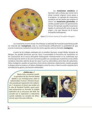 60
Figura 17.2. Distintos mutantes de Drosophila melanogaster.
Las mutaciones somáticas se
trasmiten solo a células que vienen de la
célula mutante original; nunca pasan a
la progenie. Un ejemplo de mutaciones
somáticas son las células que originan el
cáncer. Las mutaciones germinales, en
cambio, pueden pasar a las generaciones
futuras. Por ejemplo, aquellas mutaciones
ligadas al cromosoma X, como la que da
origen a los ojos blancos en la mosca
Drosophila melanogaster.
Las mutaciones ocurren al azar. Sin embargo, la velocidad de mutación espontánea puede
ser inducida por mutagénesis, esto es, incrementando artificialmente la posibilidad de que
ocurran mutaciones mediante la acción de ciertos agentes externos llamados mutágenos.
A partir de los trabajos realizados por el científico Hermann Joseph Muller, discípulo de
Morgan, fue posible demostrar que los rayos X aumentaban la frecuencia de mutaciones en
los cromosomas de la mosca Drosophila melanogaster. Posteriormente se ha confirmado que
muchos tipos de cáncer en los seres humanos pueden ser causados por mutaciones en las células
somáticas inducidas, además de por los rayos X, por luz ultravioleta y otros tipos de radiaciones.
Otros mutágenos pueden ser químicos, como ciertos colorantes, edulcorantes, metales pesados
o drogas como la cocaína o el tabaco, biológicos como los virus, o bien la acción conjunta de la
actividad de los genes y los factores ambientales.
Figura 17.2.
¿Sabías que...?
María Curie, eminente científi-
ca ganadora de dos Premios Nobel
debido a sus investigaciones sobre la
radiactividad, murió en 1934 de la leuce-
mia causada por exposición a las radiacio-
nes. Y, al parecer, el cáncer que acabó con
la vida de Rosalind Franklin, quien parti-
cipó activamente en formular el modelo
explicativo de la estructura del ADN, fue
causado por la exposición a radiaciones
cuando realizaba sus estudios de difrac-
ción de rayos X de esta molécula.
 