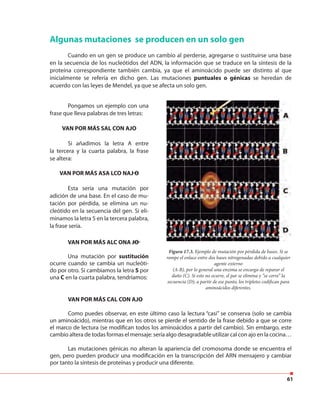 61
Figura 17.3. Ejemplo de mutación por pérdida de bases. Si se
rompe el enlace entre dos bases nitrogenadas debido a cualquier
agente externo
(A-B), por lo general una enzima se encarga de reparar el
daño (C). Si esto no ocurre, el par se elimina y “se corre” la
secuencia (D); a partir de ese punto, los tripletes codifican para
aminoácidos diferentes.
VAN POR MÁS CAL CON AJO
Como puedes observar, en este último caso la lectura “casi” se conserva (solo se cambia
un aminoácido), mientras que en los otros se pierde el sentido de la frase debido a que se corre
el marco de lectura (se modifican todos los aminoácidos a partir del cambio). Sin embargo, este
cambio altera de todas formas el mensaje: sería algo desagradable utilizar cal con ajo en la cocina…
Las mutaciones génicas no alteran la apariencia del cromosoma donde se encuentra el
gen, pero pueden producir una modificación en la transcripción del ARN mensajero y cambiar
por tanto la síntesis de proteínas y producir una diferente.
Algunas mutaciones se producen en un solo gen
Cuando en un gen se produce un cambio al perderse, agregarse o sustituirse una base
en la secuencia de los nucleótidos del ADN, la información que se traduce en la síntesis de la
proteína correspondiente también cambia, ya que el aminoácido puede ser distinto al que
inicialmente se refería en dicho gen. Las mutaciones puntuales o génicas se heredan de
acuerdo con las leyes de Mendel, ya que se afecta un solo gen.
Pongamos un ejemplo con una
frase que lleva palabras de tres letras:
VAN POR MÁS SAL CON AJO
Si añadimos la letra A entre
la tercera y la cuarta palabra, la frase
se altera:
VAN POR MÁS ASA LCO NAJ O
Esta sería una mutación por
adición de una base. En el caso de mu-
tación por pérdida, se elimina un nu-
cleótido en la secuencia del gen. Si eli-
minamos la letra S en la tercera palabra,
la frase sería.
VAN POR MÁS ALC ONA JO
Una mutación por sustitución
ocurre cuando se cambia un nucleóti-
do por otro. Si cambiamos la letra S por
una C en la cuarta palabra, tendríamos:
 