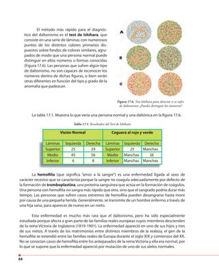 64
El método más rápido para el diagnós-
tico del daltonismo es el test de Ishihara, que
consiste en una serie de láminas con numerosos
puntos de los distintos colores primarios dis-
puestos sobre fondos de colores similares, agru-
pados de modo que una persona normal puede
distinguir en ellos números o formas conocidas
(Figura 17.6). Las personas que sufren algún tipo
de daltonismo, no son capaces de reconocer los
números dentro de dichas figuras, o bien verán
otras diferentes en función del tipo y grado de la
anomalía que padezcan.
La tabla 17.1. Muestra lo que vería una persona normal y una daltónica en la figura 17.6.
La hemofilia (que significa “amor a la sangre”) es una enfermedad ligada al sexo de
carácter recesivo que se caracteriza porque la sangre no coagula adecuadamente por defecto de
la formación de tromboplastina, una proteína sanguínea que actúa en la formación de coágulos.
Una persona con hemofilia no sangra más rápido que otra, sino que el sangrado podría durar más
tiempo. Las personas que sufren casos extremos de hemofilia pueden desangrarse hasta morir
por causa de una pequeña herida. Generalmente, se transmite de un hombre enfermo a través de
una hija sana, para aparecer de nuevo en un nieto.
Esta enfermedad es mucho más rara que el daltonismo, pero ha sido especialmente
estudiada porque afecta a gran parte de las familias reales europeas cuyos miembros descienden
de la reina Victoria de Inglaterra (1819-1901). La enfermedad apareció en uno de sus hijos y tres
de sus nietos. A través de los matrimonios entre distintos miembros de la realeza, el gen de la
hemofilia se extendió entre las familias reales de Europa durante el siglo XIX y comienzos del XX.
No se conocían casos de hemofilia entre los antepasados de la reina Victoria y ella era normal, por
lo que se supone que la enfermedad apareció por mutación de uno de sus alelos normales.
Figura 17.6. Test Ishihara para detectar si se sufre
de daltonismo. ¿Puedes distinguir los números?
Tabla 17.1. Resultados del Test de Ishihara
Láminas Izquierda Derecha Láminas Izquierda Derecha
Superior 25 29 Superior 25 Manchas
Medio 45 56 Medio Manchas 56
Inferior 6 8 Inferior Manchas Manchas
Visión Normal Ceguera al rojo y verde
 