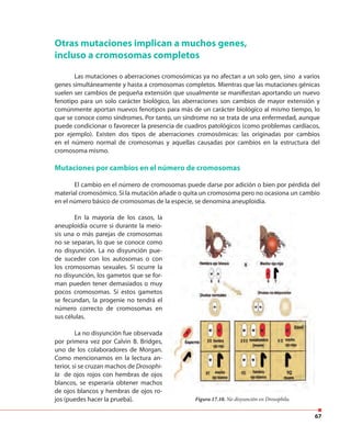 67
Figura 17.10. No disyunción en Drosophila.
Otras mutaciones implican a muchos genes,
incluso a cromosomas completos
Las mutaciones o aberraciones cromosómicas ya no afectan a un solo gen, sino a varios
genes simultáneamente y hasta a cromosomas completos. Mientras que las mutaciones génicas
suelen ser cambios de pequeña extensión que usualmente se manifiestan aportando un nuevo
fenotipo para un solo carácter biológico, las aberraciones son cambios de mayor extensión y
comúnmente aportan nuevos fenotipos para más de un carácter biológico al mismo tiempo, lo
que se conoce como síndromes. Por tanto, un síndrome no se trata de una enfermedad, aunque
puede condicionar o favorecer la presencia de cuadros patológicos (como problemas cardíacos,
por ejemplo). Existen dos tipos de aberraciones cromosómicas: las originadas por cambios
en el número normal de cromosomas y aquellas causadas por cambios en la estructura del
cromosoma mismo.
Mutaciones por cambios en el número de cromosomas
El cambio en el número de cromosomas puede darse por adición o bien por pérdida del
material cromosómico. Si la mutación añade o quita un cromosoma pero no ocasiona un cambio
en el número básico de cromosomas de la especie, se denomina aneuploidía.
En la mayoría de los casos, la
aneuploidía ocurre si durante la meio-
sis una o más parejas de cromosomas
no se separan, lo que se conoce como
no disyunción. La no disyunción pue-
de suceder con los autosomas o con
los cromosomas sexuales. Si ocurre la
no disyunción, los gametos que se for-
man pueden tener demasiados o muy
pocos cromosomas. Si estos gametos
se fecundan, la progenie no tendrá el
número correcto de cromosomas en
sus células.
La no disyunción fue observada
por primera vez por Calvin B. Bridges,
uno de los colaboradores de Morgan.
Como mencionamos en la lectura an-
terior, si se cruzan machos de Drosophi-
la de ojos rojos con hembras de ojos
blancos, se esperaría obtener machos
de ojos blancos y hembras de ojos ro-
jos (puedes hacer la prueba).
 
