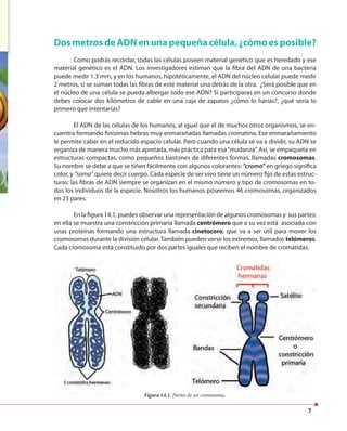 7
Dos metros de ADN en una pequeña célula, ¿cómo es posible?
Como podrás recordar, todas las células poseen material genético que es heredado y ese
material genético es el ADN. Los investigadores estiman que la fibra del ADN de una bacteria
puede medir 1.3 mm, y en los humanos, hipotéticamente, el ADN del núcleo celular puede medir
2 metros, si se suman todas las fibras de este material una detrás de la otra. ¿Será posible que en
el núcleo de una célula se pueda albergar todo ese ADN? Si participaras en un concurso donde
debes colocar dos kilómetros de cable en una caja de zapatos ¿cómo lo harías?, ¿qué sería lo
primero que intentarías?
El ADN de las células de los humanos, al igual que el de muchos otros organismos, se en-
cuentra formando finísimas hebras muy enmarañadas llamadas cromatina. Ese enmarañamiento
le permite caber en el reducido espacio celular. Pero cuando una célula se va a dividir, su ADN se
organiza de manera mucho más apretada, más práctica para esa“mudanza”. Así, se empaqueta en
estructuras compactas, como pequeños bastones de diferentes formas, llamadas cromosomas.
Su nombre se debe a que se tiñen fácilmente con algunos colorantes: “cromo” en griego significa
color, y “soma” quiere decir cuerpo. Cada especie de ser vivo tiene un número fijo de estas estruc-
turas: las fibras de ADN siempre se organizan en el mismo número y tipo de cromosomas en to-
dos los individuos de la especie. Nosotros los humanos poseemos 46 cromosomas, organizados
en 23 pares.
En la figura 14.1, puedes observar una representación de algunos cromosomas y sus partes:
en ella se muestra una constricción primaria llamada centrómero que a su vez está asociada con
unas proteínas formando una estructura llamada cinetocoro, que va a ser útil para mover los
cromosomas durante la división celular. También pueden verse los extremos, llamados telómeros.
Cada cromosoma está constituido por dos partes iguales que reciben el nombre de cromátidas.
Figura 14.1. Partes de un cromosoma.Figura 14.1. Partes de un cromosoma.
 
