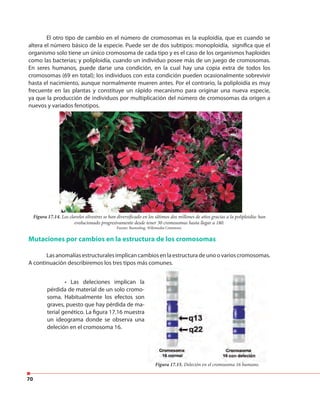 70
El otro tipo de cambio en el número de cromosomas es la euploidía, que es cuando se
altera el número básico de la especie. Puede ser de dos subtipos: monoploidía, significa que el
organismo solo tiene un único cromosoma de cada tipo y es el caso de los organismos haploides
como las bacterias; y poliploidía, cuando un individuo posee más de un juego de cromosomas.
En seres humanos, puede darse una condición, en la cual hay una copia extra de todos los
cromosomas (69 en total); los individuos con esta condición pueden ocasionalmente sobrevivir
hasta el nacimiento, aunque normalmente mueren antes. Por el contrario, la poliploidía es muy
frecuente en las plantas y constituye un rápido mecanismo para originar una nueva especie,
ya que la producción de individuos por multiplicación del número de cromosomas da origen a
nuevos y variados fenotipos.
Mutaciones por cambios en la estructura de los cromosomas
Lasanomalíasestructuralesimplicancambiosenlaestructuradeunoovarioscromosomas.
A continuación describiremos los tres tipos más comunes.
Figura 17.14. Los claveles silvestres se han diversificado en los últimos dos millones de años gracias a la poliploidía: han
evolucionado progresivamente desde tener 30 cromosomas hasta llegar a 180.
Fuente: Rameshng, Wikimedia Commons.
Figura 17.15. Deleción en el cromosoma 16 humano.
• Las deleciones implican la
pérdida de material de un solo cromo-
soma. Habitualmente los efectos son
graves, puesto que hay pérdida de ma-
terial genético. La figura 17.16 muestra
un ideograma donde se observa una
deleción en el cromosoma 16.
 
