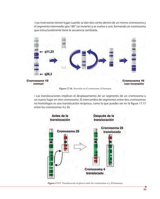 71
• Las translocaciones implican el desplazamiento de un segmento de un cromosoma a
un nuevo lugar en otro cromosoma. El intercambio de segmentos entre dos cromosomas
no homólogos es una translocación recíproca, como la que puedes ver en la figura 17.17
entre los cromosomas 4 y 20.
• Las inversiones tienen lugar cuando se dan dos cortes dentro de un mismo cromosoma y
el segmento intermedio gira 180° (se invierte) y se vuelve a unir, formando un cromosoma
que estructuralmente tiene la secuencia cambiada.
Figura 17.17. Translocación recíproca entre los cromosomas 4 y 20 humanos.
Figura 17.16. Inversión en el cromosoma 10 humano.
que estructuralmente tiene la secuencia cambiada.
Figura 17.16. Inversión en el cromosoma 10 humano.
 