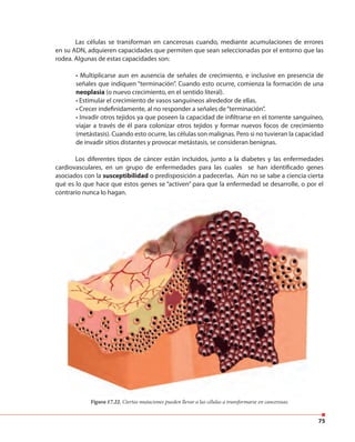 75
Las células se transforman en cancerosas cuando, mediante acumulaciones de errores
en su ADN, adquieren capacidades que permiten que sean seleccionadas por el entorno que las
rodea. Algunas de estas capacidades son:
• Multiplicarse aun en ausencia de señales de crecimiento, e inclusive en presencia de
señales que indiquen “terminación”. Cuando esto ocurre, comienza la formación de una
neoplasia (o nuevo crecimiento, en el sentido literal).
• Estimular el crecimiento de vasos sanguíneos alrededor de ellas.
• Crecer indefinidamente, al no responder a señales de“terminación”.
• Invadir otros tejidos ya que poseen la capacidad de infiltrarse en el torrente sanguíneo,
viajar a través de él para colonizar otros tejidos y formar nuevos focos de crecimiento
(metástasis). Cuando esto ocurre, las células son malignas. Pero si no tuvieran la capacidad
de invadir sitios distantes y provocar metástasis, se consideran benignas.
Los diferentes tipos de cáncer están incluidos, junto a la diabetes y las enfermedades
cardiovasculares, en un grupo de enfermedades para las cuales se han identificado genes
asociados con la susceptibilidad o predisposición a padecerlas. Aún no se sabe a ciencia cierta
qué es lo que hace que estos genes se “activen” para que la enfermedad se desarrolle, o por el
contrario nunca lo hagan.
Figura 17.22. Ciertas mutaciones pueden llevar a las células a transformarse en cancerosas.
 