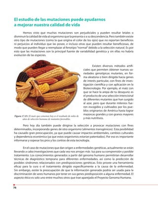 76
Pero hoy día también puede dirigirse la selección a provocar mutaciones con fines
determinados, incorporando genes de otro organismo (alimentos transgénicos). Esta posibilidad
ha causado gran preocupación, ya que puede causar impactos ambientales, cambios culturales
y dependencia económica (ya que estos organismos estarían patentados). Por eso es importante
informarse y sopesar los pros y los contras de esta tecnología.
En el caso de mutaciones que dan origen a enfermedades genéticas, actualmente se están
llevando a cabo investigaciones que cada vez nos arrojan más luz para su comprensión y posible
tratamiento. Los conocimientos generados a partir del genoma humano permitirían desarrollar
técnicas de diagnóstico temprano para diferentes enfermedades, así como la predicción de
posibles síndromes relacionados con predisposiciones genéticas. Esto provee una herramienta
eficaz para la cura o el tratamiento dirigido específicamente a la causa de la enfermedad.
Sin embargo, existe la preocupación de que la información generada podría ser usada para la
discriminación de seres humanos por tener en sus genes predisposición a alguna enfermedad. El
aspecto ético es solo uno entre muchos otros que trae aparejado el Proyecto Genoma Humano.
El estudio de las mutaciones puede ayudarnos
a mejorar nuestra calidad de vida
Hemos visto que muchas mutaciones son perjudiciales y pueden resultar letales o
disminuir la calidad de vida al organismo que la presenta o a su descendencia. Pero también existe
otro tipo de mutaciones (como la que origina el color de los ojos) que no reportan beneficios
ni perjuicios al individuo que las posee, e incluso otras que pueden resultar beneficiosas, de
modo que pueden llegar a reemplazar al fenotipo “normal” debido a la selección natural. Es por
esto que las mutaciones son la principal fuente de variabilidad genética y sin ellas no habría
evolución de las especies.
Figura 17.23. El maíz que comemos hoy es el resultado de miles de
años de selección humana de mutantes favorables.
Existen diversos métodos artifi-
ciales que permiten obtener nuevas va-
riedades genotípicas mutantes, en for-
ma aleatoria o bien dirigida hacia genes
de interés particular, con fines de inves-
tigación científica y con aplicación en la
Biotecnología. Por ejemplo, el maíz con
que se hace la arepa de tu desayuno es
el producto de una selección intencional
de diferentes mutantes que han surgido
al azar, pero que durante milenios fue-
ron escogidos y cultivados por los pue-
blos originarios de América hasta lograr
mazorcas grandes y con granos mayores
y más nutritivos.
 