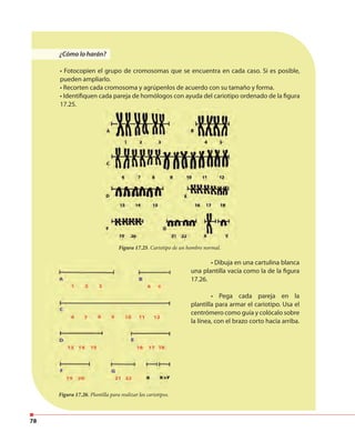 78
• Dibuja en una cartulina blanca
una plantilla vacía como la de la figura
17.26.
• Pega cada pareja en la
plantilla para armar el cariotipo. Usa el
centrómero como guía y colócalo sobre
la línea, con el brazo corto hacia arriba.
Figura 17.26. Plantilla para realizar los cariotipos.
Figura 17.25. Cariotipo de un hombre normal.
¿Cómo lo harán?
• Fotocopien el grupo de cromosomas que se encuentra en cada caso. Si es posible,
pueden ampliarlo.
• Recorten cada cromosoma y agrúpenlos de acuerdo con su tamaño y forma.
• Identifiquen cada pareja de homólogos con ayuda del cariotipo ordenado de la figura
17.25.
 