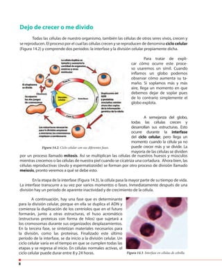 8
Dejo de crecer o me divido
Todas las células de nuestro organismo, también las células de otros seres vivos, crecen y
se reproducen. El proceso por el cual las células crecen y se reproducen de denomina ciclo celular
(Figura 14.2) y comprende dos periodos: la interfase y la división celular propiamente dicha.
Para tratar de expli-
car cómo ocurre este proce-
so usaremos un símil. Cuando
inflamos un globo podemos
observar cómo aumenta su ta-
maño. Si soplamos más y más
aire, llega un momento en que
debemos dejar de soplar pues
de lo contrario simplemente el
globo explota.
A semejanza del globo,
todas las células crecen y
desarrollan sus estructuras. Esto
ocurre durante la interfase
del ciclo celular, pero llega un
momento cuando la célula ya no
puede crecer más y se divide. La
mayoría de las células se dividen
por un proceso llamado mitosis. Así se multiplican las células de nuestros huesos y músculos
mientras crecemos o las células de nuestra piel cuando se cicatriza una cortadura. Ahora bien, las
células reproductivas (óvulo y espermatozoide) se forman por otro proceso de división llamado
meiosis, pronto veremos a qué se debe esto.
En la etapa de la interfase (Figura 14.3), la célula pasa la mayor parte de su tiempo de vida.
La interfase transcurre a su vez por varios momentos o fases. Inmediatamente después de una
división hay un periodo de aparente inactividad y de crecimiento de la célula.
Figura 14.2. Ciclo celular con sus diferentes fases.
A continuación, hay una fase que es determinante
para la división celular, porque en ella se duplica el ADN y
comienza la duplicación de los centriolos que en el futuro
formarán, junto a otras estructuras, el huso acromático
(estructuras proteicas con forma de hilos) que sujetará a
los cromosomas durante sus organizados desplazamientos.
En la tercera fase, se sintetizan materiales necesarios para
la división, como las proteínas. Finalizado este último
período de la interfase, se da inicio a la división celular. Un
ciclo celular varía en el tiempo en que se cumplen todas las
etapas y se regresa al inicio. En células normales activas, el
ciclo celular puede durar entre 8 y 24 horas. Figura 14.3. Interfase en células de cebolla.
 