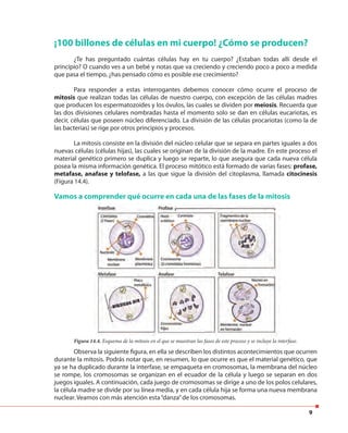 9
¡100 billones de células en mi cuerpo! ¿Cómo se producen?
¿Te has preguntado cuántas células hay en tu cuerpo? ¿Estaban todas allí desde el
principio? O cuando ves a un bebé y notas que va creciendo y creciendo poco a poco a medida
que pasa el tiempo, ¿has pensado cómo es posible ese crecimiento?
Para responder a estas interrogantes debemos conocer cómo ocurre el proceso de
mitosis que realizan todas las células de nuestro cuerpo, con excepción de las células madres
que producen los espermatozoides y los óvulos, las cuales se dividen por meiosis. Recuerda que
las dos divisiones celulares nombradas hasta el momento solo se dan en células eucariotas, es
decir, células que poseen núcleo diferenciado. La división de las células procariotas (como la de
las bacterias) se rige por otros principios y procesos.
La mitosis consiste en la división del núcleo celular que se separa en partes iguales a dos
nuevas células (células hijas), las cuales se originan de la división de la madre. En este proceso el
material genético primero se duplica y luego se reparte, lo que asegura que cada nueva célula
posea la misma información genética. El proceso mitótico está formado de varias fases: profase,
metafase, anafase y telofase, a las que sigue la división del citoplasma, llamada citocinesis
(Figura 14.4).
Vamos a comprender qué ocurre en cada una de las fases de la mitosis
Observa la siguiente figura, en ella se describen los distintos acontecimientos que ocurren
durante la mitosis. Podrás notar que, en resumen, lo que ocurre es que el material genético, que
ya se ha duplicado durante la interfase, se empaqueta en cromosomas, la membrana del núcleo
se rompe, los cromosomas se organizan en el ecuador de la célula y luego se separan en dos
juegos iguales. A continuación, cada juego de cromosomas se dirige a uno de los polos celulares,
la célula madre se divide por su línea media, y en cada célula hija se forma una nueva membrana
nuclear. Veamos con más atención esta“danza”de los cromosomas.
Figura 14.4. Esquema de la mitosis en el que se muestran las fases de este proceso y se incluye la interfase.
 