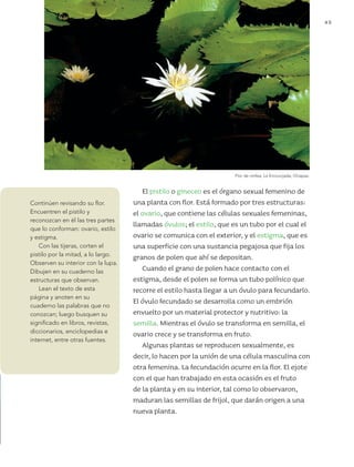 tema 1 45
Continúen revisando su flor.
Encuentren el pistilo y
reconozcan en él las tres partes
que lo conforman: ovario, estilo
y estigma.
Con las tijeras, corten el
pistilo por la mitad, a lo largo.
Observen su interior con la lupa.
Dibujen en su cuaderno las
estructuras que observan.
Lean el texto de esta
página y anoten en su
cuaderno las palabras que no
conozcan; luego busquen su
significado en libros, revistas,
diccionarios, enciclopedias e
internet, entre otras fuentes.
El pistilo o gineceo es el órgano sexual femenino de
una planta con flor. Está formado por tres estructuras:
el ovario, que contiene las células sexuales femeninas,
llamadas óvulos; el estilo, que es un tubo por el cual el
ovario se comunica con el exterior, y el estigma, que es
una superficie con una sustancia pegajosa que fija los
granos de polen que ahí se depositan.
Cuando el grano de polen hace contacto con el
estigma, desde el polen se forma un tubo polínico que
recorre el estilo hasta llegar a un óvulo para fecundarlo.
El óvulo fecundado se desarrolla como un embrión
envuelto por un material protector y nutritivo: la
semilla. Mientras el óvulo se transforma en semilla, el
ovario crece y se transforma en fruto.
Algunas plantas se reproducen sexualmente, es
decir, lo hacen por la unión de una célula masculina con
otra femenina. La fecundación ocurre en la flor. El ejote
con el que han trabajado en esta ocasión es el fruto
de la planta y en su interior, tal como lo observaron,
maduran las semillas de frijol, que darán origen a una
nueva planta.
Flor de ninfea, La Encrucijada, Chiapas.
AB-CN-4-P-001-073.indd 45 25/11/11 14:01
 