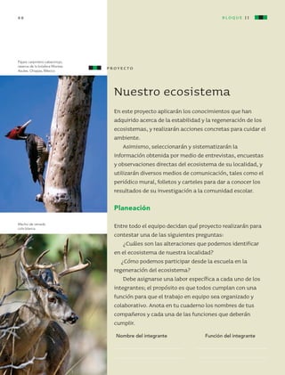 bloque II68
Nuestro ecosistema
En este proyecto aplicarán los conocimientos que han
adquirido acerca de la estabilidad y la regeneración de los
ecosistemas, y realizarán acciones concretas para cuidar el
ambiente.
Asimismo, seleccionarán y sistematizarán la
información obtenida por medio de entrevistas, encuestas
y observaciones directas del ecosistema de su localidad, y
utilizarán diversos medios de comunicación, tales como el
periódico mural, folletos y carteles para dar a conocer los
resultados de su investigación a la comunidad escolar.
Planeación
Entre todo el equipo decidan qué proyecto realizarán para
contestar una de las siguientes preguntas:
¿Cuáles son las alteraciones que podemos identificar
en el ecosistema de nuestra localidad?
¿Cómo podemos participar desde la escuela en la
regeneración del ecosistema?
Debe asignarse una labor específica a cada uno de los
integrantes; el propósito es que todos cumplan con una
función para que el trabajo en equipo sea organizado y
colaborativo. Anota en tu cuaderno los nombres de tus
compañeros y cada una de las funciones que deberán
cumplir.
Nombre del integrante Función del integrante
proyecto
Pájaro carpintero cabecirrojo,
reserva de la biósfera Montes
Azules, Chiapas, México.
Macho de venado
cola blanca.
bloque II
AB-CN-4-P-001-073.indd 68 25/11/11 14:01
 