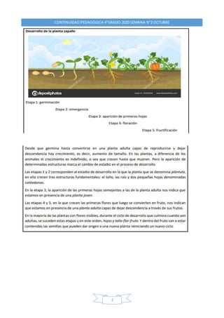 CONTINUIDAD PEDAGÓGICA 4°GRADO 2020 SEMANA N°2 OCTUBRE
2
 