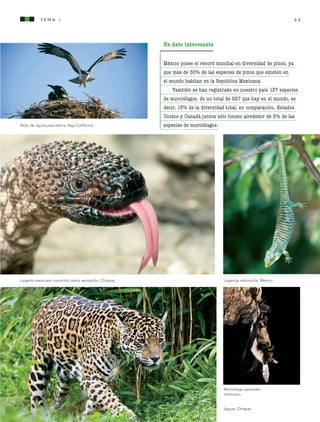 tema 1 53
Un dato interesante
México posee el récord mundial en diversidad de pinos, ya
que más de 50% de las especies de pinos que existen en
el mundo habitan en la República Mexicana.
También se han registrado en nuestro país 137 especies
de murciélagos, de un total de 927 que hay en el mundo, es
decir, 15% de la diversidad total; en comparación, Estados
Unidos y Canadá juntos sólo tienen alrededor de 5% de las
especies de murciélagos.Nido de águila pescadora, Baja California.
Lagarto mexicano conocido como escorpión, Chiapas. Lagartija arborícola, México.
Jaguar, Chiapas.
Murciélago pescador
mexicano.
AB-CN-5-P-001-160.indd 53 22/11/11 17:50
 