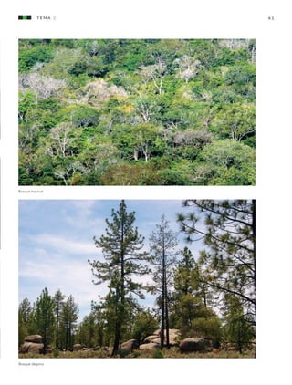 61
Bosque tropical.
Bosque de pino.
tema 2
AB-CN-5-P-001-160.indd 61 22/11/11 17:50
 