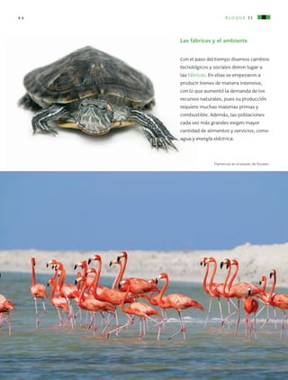 bloque II64
Las fábricas y el ambiente
Con el paso del tiempo diversos cambios
tecnológicos y sociales dieron lugar a
las fábricas. En ellas se empezaron a
producir bienes de manera intensiva,
con lo que aumentó la demanda de los
recursos naturales, pues su producción
requiere muchas materias primas y
combustible. Además, las poblaciones
cada vez más grandes exigen mayor
cantidad de alimentos y servicios, como
agua y energía eléctrica.
Flamencos en el estado de Yucatán.
AB-CN-5-P-001-160.indd 64 22/11/11 17:50
 