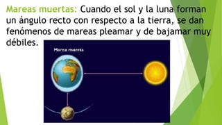 Mareas muertas: Cuando el sol y la luna forman
un ángulo recto con respecto a la tierra, se dan
fenómenos de mareas pleamar y de bajamar muy
débiles.
 