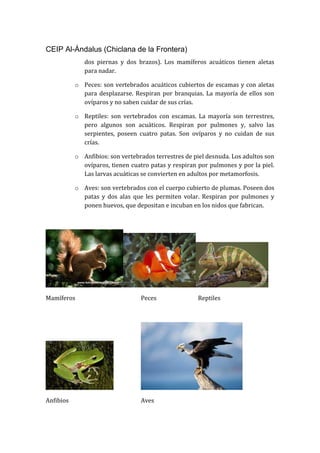 CEIP Al-Ándalus (Chiclana de la Frontera)
dos piernas y dos brazos). Los mamíferos acuáticos tienen aletas
para nadar.
o Peces: son vertebrados acuáticos cubiertos de escamas y con aletas
para desplazarse. Respiran por branquias. La mayoría de ellos son
ovíparos y no saben cuidar de sus crías.
o Reptiles: son vertebrados con escamas. La mayoría son terrestres,
pero algunos son acuáticos. Respiran por pulmones y, salvo las
serpientes, poseen cuatro patas. Son ovíparos y no cuidan de sus
crías.
o Anfibios: son vertebrados terrestres de piel desnuda. Los adultos son
ovíparos, tienen cuatro patas y respiran por pulmones y por la piel.
Las larvas acuáticas se convierten en adultos por metamorfosis.
o Aves: son vertebrados con el cuerpo cubierto de plumas. Poseen dos
patas y dos alas que les permiten volar. Respiran por pulmones y
ponen huevos, que depositan e incuban en los nidos que fabrican.
Mamíferos Peces Reptiles
Anfibios Aves
 