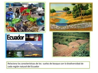 Relaciona las características de los suelos de bosque con la biodiversidad de
cada región natural del Ecuador
 