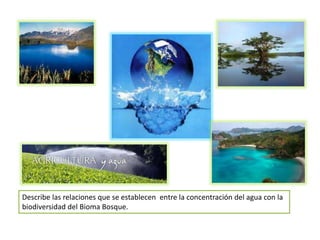 Describe las relaciones que se establecen entre la concentración del agua con la
biodiversidad del Bioma Bosque.
 