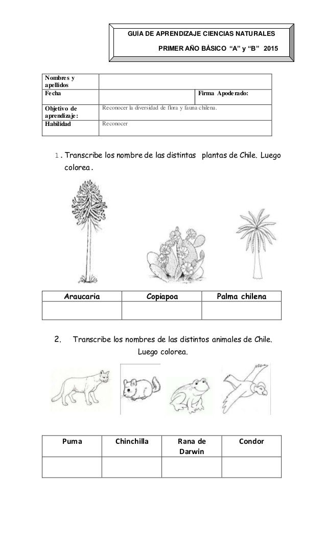 Ciencias Naturales Animales Y Plantas De Chile 1º Básico