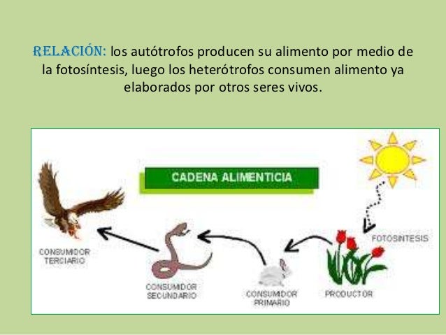 Ciencias naturales autotrofos y heterotrofos...