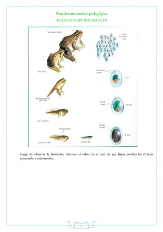 Plan de continuidadpedagógica
4CESC6 FELIPE BOERO DE20
3
Luego de observar la ilustración, observar el video (en el caso d...