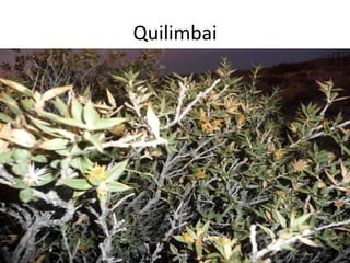 Quilimbai
 