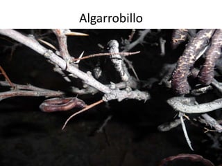 Algarrobillo
 