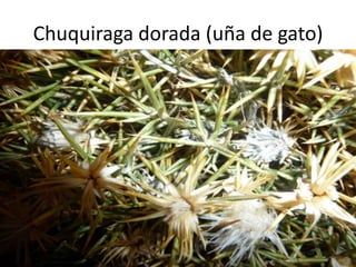 Chuquiraga dorada (uña de gato)
 