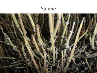 Sulupe
 