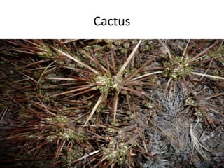 Cactus
 