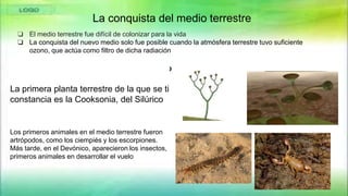 La conquista del medio terrestre
❏ El medio terrestre fue difícil de colonizar para la vida
❏ La conquista del nuevo medio solo fue posible cuando la atmósfera terrestre tuvo suficiente
ozono, que actúa como filtro de dicha radiación
La primera planta terrestre de la que se tiene
constancia es la Cooksonia, del Silúrico
Los primeros animales en el medio terrestre fueron
artrópodos, como los ciempiés y los escorpiones.
Más tarde, en el Devónico, aparecieron los insectos,
primeros animales en desarrollar el vuelo
 