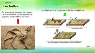 Los fósiles
Es un conjunto de restos del cuerpo o
de la actividad de un ser vivo que ha
quedado preservado en las rocas
La fosilización es un proceso más bien excepcional
 