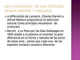 A
differential de Lamarck ,Charles Darwin y
Alfred Wallace propucieron la seleccion
natural Como principal mecanismo de
evolucion
Darwin a su Paso por las Islas Galapagos en
1835 studio a lo pizones al ovserbar la gran
diferencia en la forma y tamaño de los picos
de estas eves , penso que cada una de las
espesies tenianun ansestro diferente