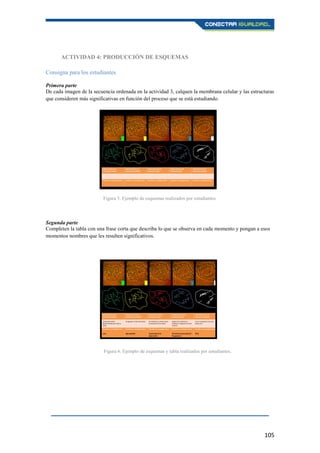 105
ACTIVIDAD 4: PRODUCCIÓN DE ESQUEMAS
Consigna para los estudiantes
Primera parte
De cada imagen de la secuencia ordenada en la actividad 3, calquen la membrana celular y las estructuras
que consideren más significativas en función del proceso que se está estudiando.
Segunda parte
Completen la tabla con una frase corta que describa lo que se observa en cada momento y pongan a esos
momentos nombres que les resulten significativos.
Figura 6. Ejemplo de esquemas y tabla realizados por estudiantes.
Figura 5. Ejemplo de esquemas realizados por estudiantes.
 