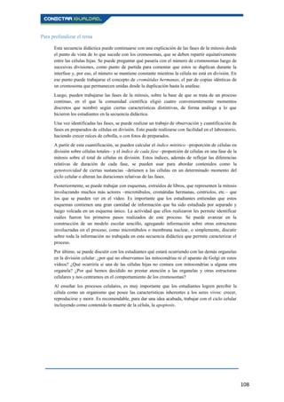 108
Para profundizar el tema
Esta secuencia didáctica puede continuarse con una explicación de las fases de la mitosis desde
el punto de vista de lo que sucede con los cromosomas, que se deben repartir equitativamente
entre las células hijas. Se puede preguntar qué pasaría con el número de cromosomas luego de
sucesivas divisiones, como punto de partida para comentar que estos se duplican durante la
interfase y, por eso, el número se mantiene constante mientras la célula no está en división. En
ese punto puede trabajarse el concepto de cromátidas hermanas, el par de copias idénticas de
un cromosoma que permanecen unidas desde la duplicación hasta la anafase.
Luego, pueden trabajarse las fases de la mitosis, sobre la base de que se trata de un proceso
continuo, en el que la comunidad científica eligió cuatro convenientemente momentos
discretos que nombró según ciertas características distintivas, de forma análoga a lo que
hicieron los estudiantes en la secuencia didáctica.
Una vez identificadas las fases, se puede realizar un trabajo de observación y cuantificación de
fases en preparados de células en división. Esto puede realizarse con facilidad en el laboratorio,
haciendo crecer raíces de cebolla, o con fotos de preparados.
A partir de esta cuantificación, se pueden calcular el índice mitótico –proporción de células en
división sobre células totales– y el índice de cada fase –proporción de células en una fase de la
mitosis sobre el total de células en división. Estos índices, además de reflejar las diferencias
relativas de duración de cada fase, se pueden usar para abordar contenidos como la
genotoxicidad de ciertas sustancias –detienen a las células en un determinado momento del
ciclo celular o alteran las duraciones relativas de las fases.
Posteriormente, se puede trabajar con esquemas, extraídos de libros, que representen la mitosis
involucrando muchos más actores –microtúbulos, cromátidas hermanas, centriolos, etc.– que
los que se pueden ver en el vídeo. Es importante que los estudiantes entiendan que estos
esquemas contienen una gran cantidad de información que ha sido estudiada por separado y
luego volcada en un esquema único. La actividad que ellos realizaron les permite identificar
cuáles fueron los primeros pasos realizados de este proceso. Se puede avanzar en la
construcción de un modelo escolar sencillo, agregando información sobre otras estructuras
involucradas en el proceso, como microtúbulos o membrana nuclear, o simplemente, discutir
sobre toda la información no trabajada en esta secuencia didáctica que permite caracterizar el
proceso.
Por último, se puede discutir con los estudiantes qué estará ocurriendo con las demás organelas
en la división celular: ¿por qué no observamos las mitocondrias ni el aparato de Golgi en estos
vídeos? ¿Qué ocurriría si una de las células hijas no contara con mitocondrias u alguna otra
organela? ¿Por qué hemos decidido no prestar atención a las organelas y otras estructuras
celulares y nos centramos en el comportamiento de los cromosomas?
Al enseñar los procesos celulares, es muy importante que los estudiantes logren percibir la
célula como un organismo que posee las características inherentes a los seres vivos: crecer,
reproducirse y morir. Es recomendable, para dar una idea acabada, trabajar con el ciclo celular
incluyendo como contenido la muerte de la célula, la apoptosis.
 