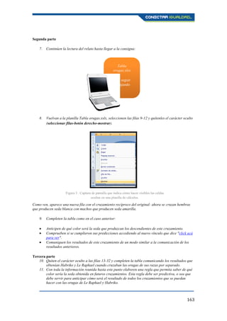 163
Segunda parte
7. Continúen la lectura del relato hasta llegar a la consigna:
8. Vuelvan a la planilla Tabla orugas.xslx, seleccionen las filas 9-12 y quítenles el carácter oculto
(seleccionar filas-botón derecho-mostrar).
Como ven, aparece una nueva fila con el cruzamiento recíproco del original: ahora se cruzan hembras
que producen seda blanca con machos que producen seda amarilla.
9. Completen la tabla como en el caso anterior:
Anticipen de qué color será la seda que produzcan los descendientes de este cruzamiento.
Comprueben si se cumplieron sus predicciones accediendo al nuevo vínculo que dice "click acá
para ver".
Comuniquen los resultados de este cruzamiento de un modo similar a la comunicación de los
resultados anteriores.
Tercera parte
10. Quiten el carácter oculto a las filas 13-32 y completen la tabla comunicando los resultados que
obtenían Habriko y Le Raphael cuando cruzaban las orugas de sus razas por separado.
11. Con toda la información reunida hasta este punto elaboren una regla que permita saber de qué
color sería la seda obtenida en futuros cruzamientos. Esta regla debe ser predictiva, o sea que
debe servir para anticipar cómo será el resultado de todos los cruzamientos que se puedan
hacer con las orugas de Le Raphael y Habriko.
Tabla
orugas.xlsx
para seguir
trabajando
Figura 3 . Captura de pantalla que indica cómo hacer visibles las celdas
ocultas en una planilla de cálculos.
 