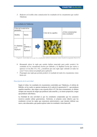 169
5. Redacten en la tabla cómo comunicarían los resultados de los cruzamientos que realizó
Takakoma.
Los resultados de Takakoma:
Color de la seda de los
parentales
Color de los capullos
¿Cómo comunicarían
estos resultados?
Hembra Macho
F1 (Habriko
x Le
Raphael)
F1
(Habriko x
Le
Raphael)
Figura 6. Actividad en la que los estudiantes deben comunicar cómo resultó la segunda filial (F2).
6. Retomando ahora la regla que ustedes habían enunciado para poder predecir los
resultados de los cruzamientos hechos por Habriko y Le Raphael (verán que vuelve a
aparecer en las filas 43 a 45), ¿consideran que esta regla sigue valiendo en todos los
casos? Usen a menos un ejemplo para explicarlo.
7. Propongan una regla que permita predecir el resultado de todos los cruzamientos vistos
hasta acá.
Descripción de la actividad
Según el relato, los resultados de cruzamientos controlados por Takakoma, el sobrino de
Habriko, en los cuales se aparean mariposas de la seda de la generación F1 –que producen
capullos amarillos– dan origen a una segunda filial o F2. De estos cruzamientos, se obtiene
siempre una mayoría de orugas que producen seda amarilla y, en menor proporción, orugas
que producen seda blanca.
La finalidad de esta actividad es que los estudiantes comprendan que los caracteres
recesivos pueden saltear generaciones. Asimismo, se propone como objetivo que los
estudiantes revisen las reglas que enunciaron anteriormente y que intenten elaborar una
nueva, más abarcadora, que pueda explicar todos los resultados vistos hasta allí.
 