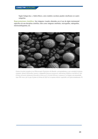 24
Según Galagovsky y Adúriz-Bravo, estos modelos escolares pueden clasificarse en cuatro
categorías:
Representaciones científicas. Son imágenes visuales obtenidas con el uso de algún instrumental
específico de una disciplina científica, tales como imágenes satelitales, micrografías, radiografías,
electrocardiogramas, etc.
Granos de polen tomados en un Microscopio Electrónico de Barrido, correspondientes a una variedad de plantas
comunes: girasol (Helianthus annuus), campanilla (Ipomoea purpurea), malvarrosa (Sildalcea malviflora), lirio
(Lilium auratum), primavera (Oenothera fruticosa) y el ricino (Ricinus communis). La imagen está aumentada
unas 500 veces, por lo que el grano en forma de frijol en la esquina inferior izquierda es de aproximadamente 50
micras de largo.
 
