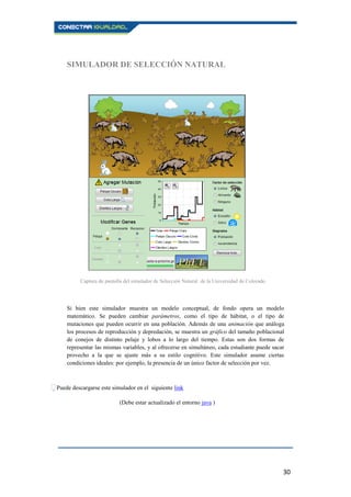 30
SIMULADOR DE SELECCIÓN NATURAL
Si bien este simulador muestra un modelo conceptual, de fondo opera un modelo
matemático. Se pueden cambiar parámetros, como el tipo de hábitat, o el tipo de
mutaciones que pueden ocurrir en una población. Además de una animación que análoga
los procesos de reproducción y depredación, se muestra un gráfico del tamaño poblacional
de conejos de distinto pelaje y lobos a lo largo del tiempo. Estas son dos formas de
representar las mismas variables, y al ofrecerse en simultáneo, cada estudiante puede sacar
provecho a la que se ajuste más a su estilo cognitivo. Este simulador asume ciertas
condiciones ideales: por ejemplo, la presencia de un único factor de selección por vez.
Puede descargarse este simulador en el siguiente link
(Debe estar actualizado el entorno java )
Captura de pantalla del simulador de Selección Natural de la Universidad de Colorado.
 