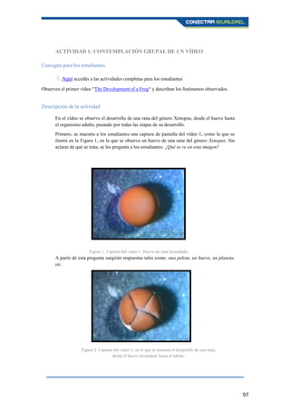 97
ACTIVIDAD 1: CONTEMPLACIÓN GRUPAL DE UN VÍDEO
Consigna para los estudiantes
Ā Aquí accedés a las actividades completas para los estudiantes.
Observen el primer vídeo “The Development of a Frog“ y describan los fenómenos observados.
Descripción de la actividad
En el vídeo se observa el desarrollo de una rana del género Xenopus, desde el huevo hasta
el organismo adulto, pasando por todas las etapas de su desarrollo.
Primero, se muestra a los estudiantes una captura de pantalla del vídeo 1, como la que se
ilustra en la Figura 1, en la que se observa un huevo de una rana del género Xenopus. Sin
aclarar de qué se trata, se les pregunta a los estudiantes: ¿Qué se ve en esta imagen?
A partir de esta pregunta surgirán respuestas tales como: una pelota, un huevo, un planeta,
etc.
Figura 1. Captura del video 1. Huevo de rana fecundado.
Figura 2. Captura del vídeo 1, en el que se muestra el desarrollo de una rana,
desde el huevo fecundado hasta el adulto.
 