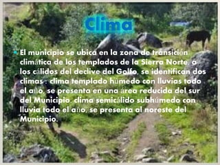  El municipio se ubica en la zona de transición
climática de los templados de la Sierra Norte, a
los cálidos del declive del Golfo, se identifican dos
climas : clima templado húmedo con lluvias todo
el año, se presenta en una área reducida del sur
del Municipio. clima semicálido subhúmedo con
lluvia todo el año, se presenta al noreste del
Municipio.
 
