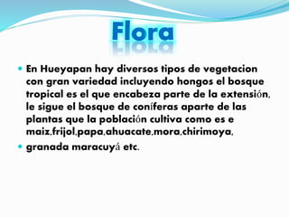  En Hueyapan hay diversos tipos de vegetacion
con gran variedad incluyendo hongos el bosque
tropical es el que encabeza parte de la extensión,
le sigue el bosque de coníferas aparte de las
plantas que la población cultiva como es e
maiz,frijol,papa,ahuacate,mora,chirimoya,
 granada maracuyá etc.
 