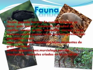  Existe ganado bovino. En cuanto a fauna, se
tiene: gato montés, temazate, variedad de
reptiles, conejo, ardilla, armadillo, zorras, y aves
canoras,cojolite,papan,tordo,zopilote,gavilan,mar
gay,puerco espín,
sapo,colibri,abeja,zacatuche,tejon,serpientes de
gran variedad,
ardilla,mapache,pez,murcielago,zorrillo ,
chachalaca , animales criados en el corral etc.
 