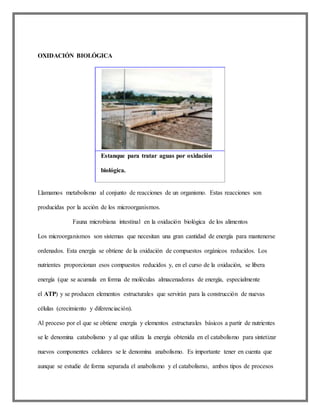 OXIDACIÓN BIOLÓGICA
Llamamos metabolismo al conjunto de reacciones de un organismo. Estas reacciones son
producidas por la acción de los microorganismos.
Fauna microbiana intestinal en la oxidación biológica de los alimentos
Los microorganismos son sistemas que necesitan una gran cantidad de energía para mantenerse
ordenados. Esta energía se obtiene de la oxidación de compuestos orgánicos reducidos. Los
nutrientes proporcionan esos compuestos reducidos y, en el curso de la oxidación, se libera
energía (que se acumula en forma de moléculas almacenadoras de energía, especialmente
el ATP) y se producen elementos estructurales que servirán para la construcción de nuevas
células (crecimiento y diferenciación).
Al proceso por el que se obtiene energía y elementos estructurales básicos a partir de nutrientes
se le denomina catabolismo y al que utiliza la energía obtenida en el catabolismo para sintetizar
nuevos componentes celulares se le denomina anabolismo. Es importante tener en cuenta que
aunque se estudie de forma separada el anabolismo y el catabolismo, ambos tipos de procesos
Estanque para tratar aguas por oxidación
biológica.
 