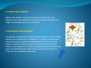 La relation chez les plantes: 
Même si les plantes n´ont pas d´organes sensoriels et ne se 
déplacent pas, elles réalisent la fonction de relation:elles peuvent 
réagir aux changements qui les entourent. 
La reproduction chez les plantes: 
Les plantes se reproduisent, elles donnent naissance á de nouvelles 
plantes.Leur reproduction est asexuée ou sexuée.La reproduction 
sexuée des plantes á graines:La pollinisation est le transport du 
pollen d´une fleur jusqu´au pistil d´une autre fleur de la même 
espéce.La fecondation est l´union des gamétes qui proviennent des 
grains de pollen(élément mâle) et des ovules qui se trouvent á 
l´intérieur du pistil(élément femelle).- 
