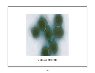 C´lulas existem
 e



      56
 